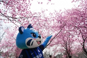 江城樱花季,邀您来看球!